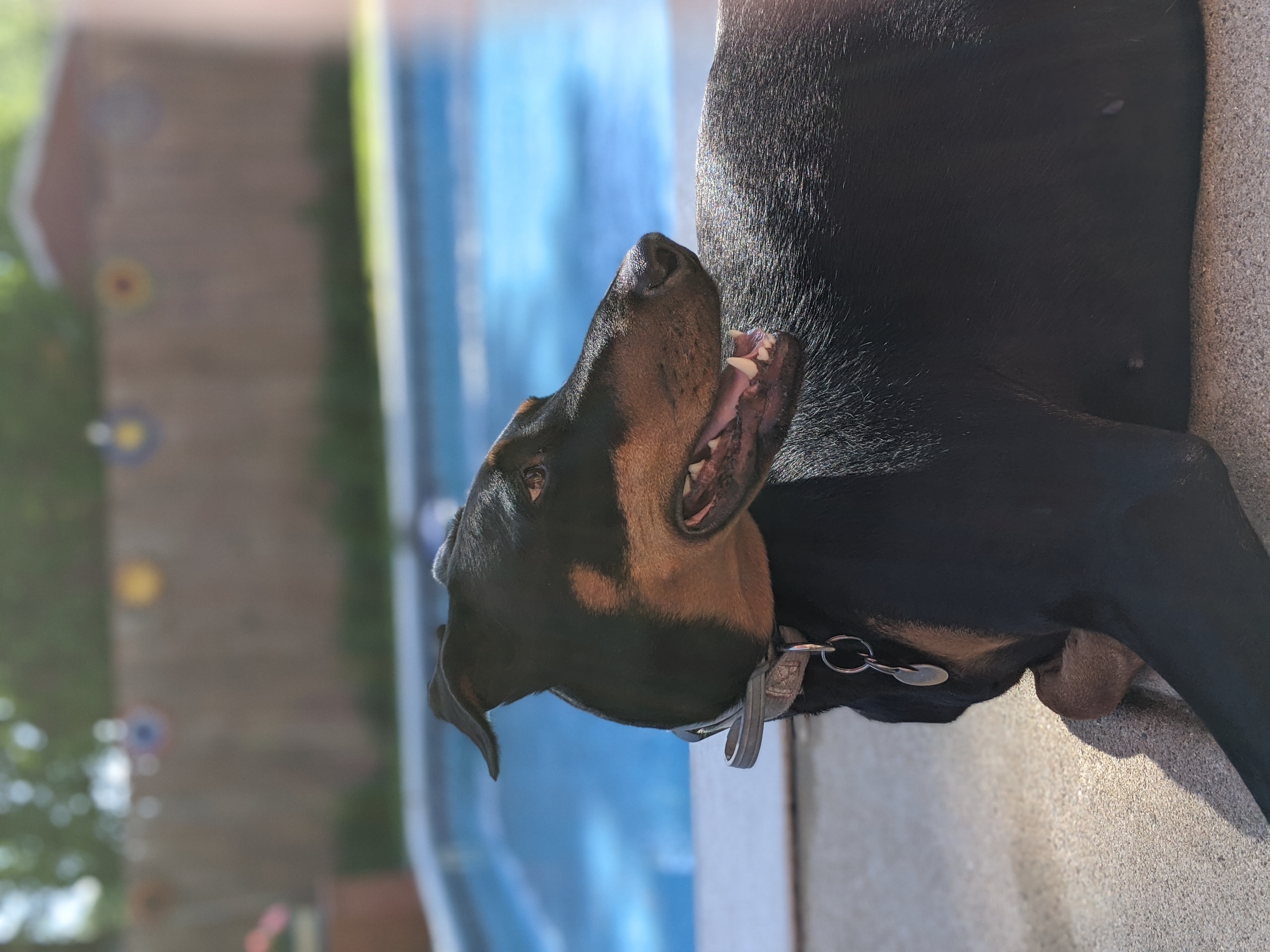 pup